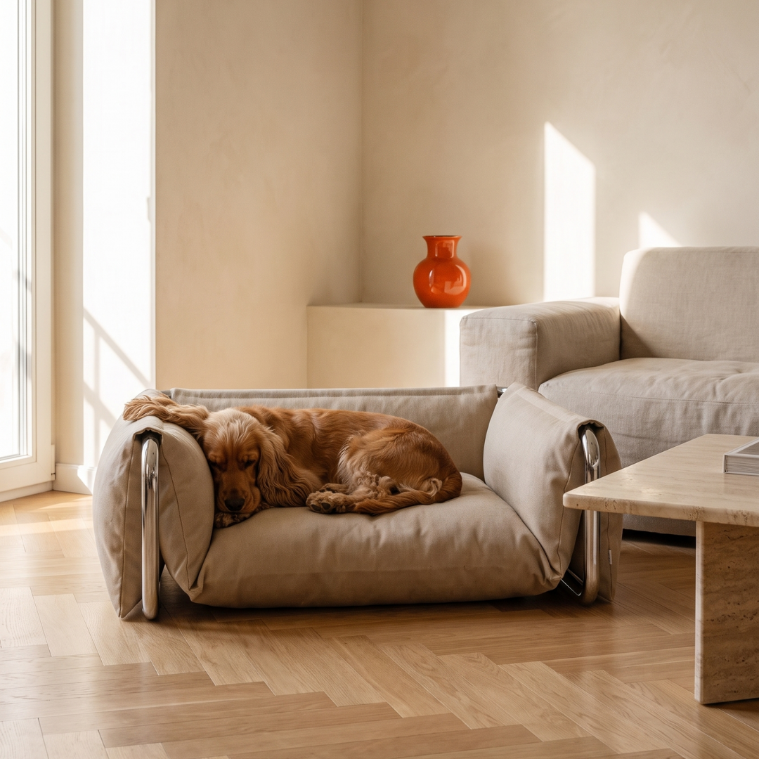 A Cocker Spaniel asleep in the Omaia bed beside a cream sofa